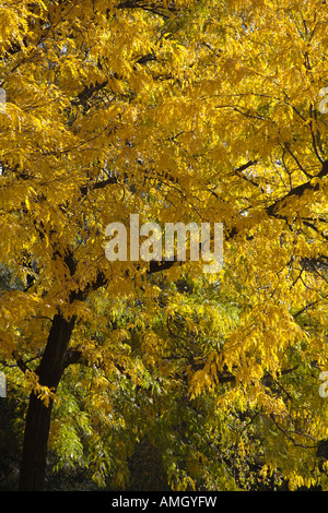 Baum in gelbe Herbstfärbung. Montreal, Quebec, Kanada Stockfoto