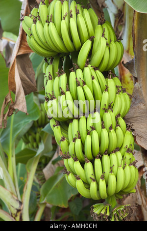 Reifenden Banane Haufen am Werk. Stockfoto