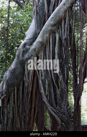 China-Guangxi-Fuli-Dorf in der Nähe von Yangshuo Wurzeln ein Banyanbaum Stockfoto