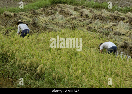 China-Guangxi Yangshuo zwei Bauern ernten In ein Paddy Reis Stockfoto