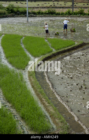 China-Guangxi Yangshuo zwei Bauern ernten In ein Paddy Reis Stockfoto