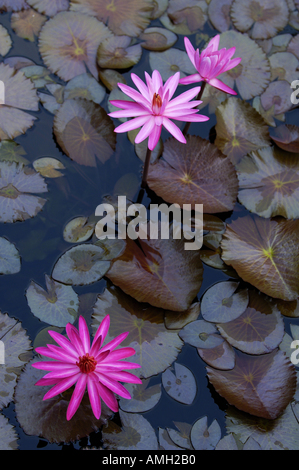 Wasser-Lilien (polaren) in einem Teich, Yangshuo, Guangxi, China. Stockfoto
