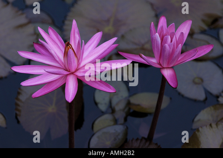 China-Guangxi-Yangshuo-Pinkie-Lotus-Blumen und Wasser lilly Stockfoto