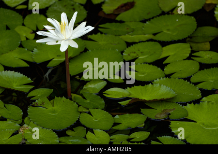 Weißer Lotus Blume und Wasser Lilly, China Stockfoto