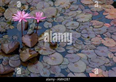China-Guangxi-Yangshuo-Pinkie-Lotus-Blumen und Wasser lilly Stockfoto