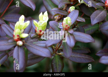 ROT - ROTBLÄTTRIGE ROSE, REDLEAF ROSE, ROSA GLAUCA, CARMENETTA, Stockfoto