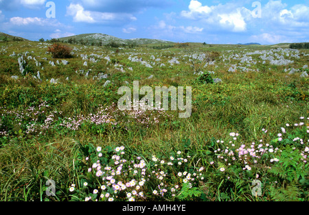 Yamaguchi, Japan Akiyoshidai-Quasi-Nationalpark, Karstlandschaft Stockfoto