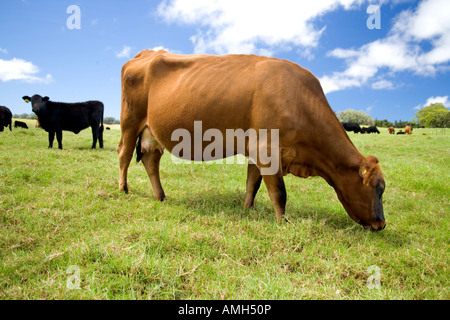 Rindfleisch grasende Kühe auf grünen Weiden. Stockfoto