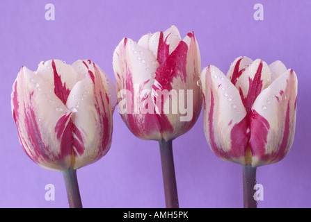 Tulipa 'Rems Sensation' (Tulip) Triumph Gruppe. Nahaufnahme von drei weiße Tulpen mit dunkel rosa Flamme Muster auf lila Hintergrund. Stockfoto