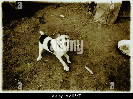 Porträt von Hund angekettet an Post Stockfoto