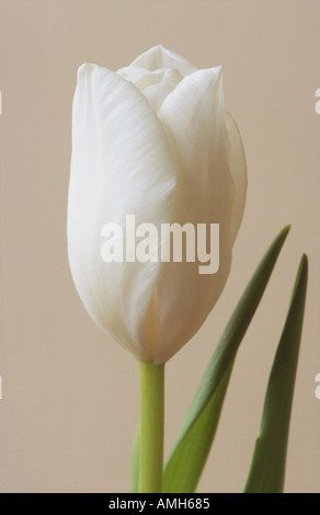 Weiße Tulpe Stockfoto
