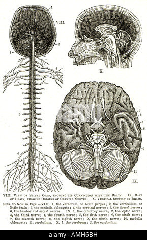 Nervensystem Rückenmark Gehirn Hirnnerven Großhirns Diagramm Diagramm anatomischen Querschnitt Sinneswahrnehmung neuronale Weg Stockfoto