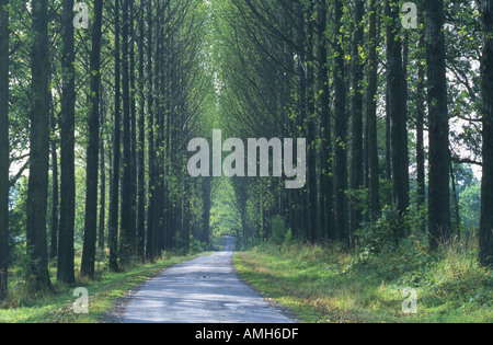 Allee der Pappeln Populus trichocarpa Stockfoto