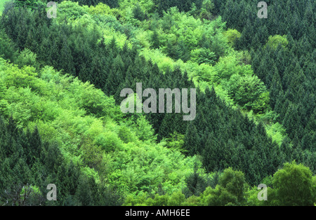 Gemischte Koniferen und Laubbäume Plantage Stockfoto