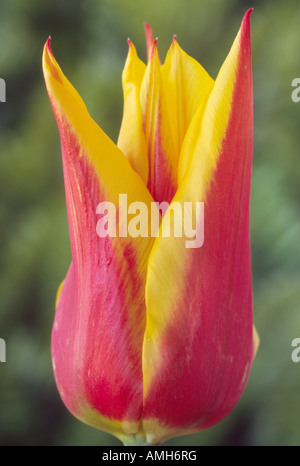 Tulipa 'Synaeda King' AGM (Tulip) Lily blühenden Gruppe. Nahaufnahme von roten Tulpe mit gelben Rändern, Blütenblätter. Stockfoto