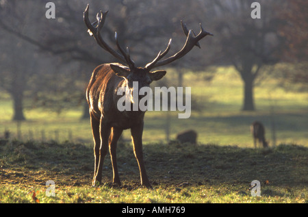 Red Deer Hirsch Cervus elaphus Stockfoto
