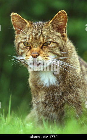 Schottische Wildkatze Felis sylvestris Stockfoto