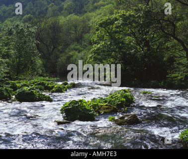 Der Fluss Wye am Monsal Dale Peak District National Park Derbyshire Stockfoto