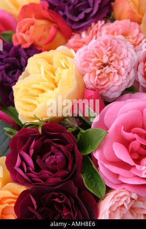 Eine Vielzahl von Rosen Stockfoto