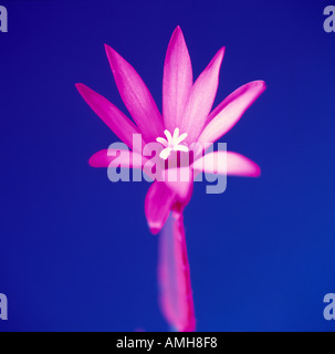 Rhipsalidopsis, Osterkaktus Nahaufnahme auf blau Stockfoto