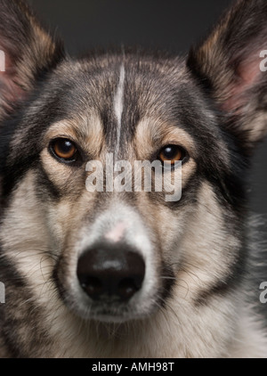 Porträt von einem elsässischen / Kreuz gezüchtete Hund Husky Stockfoto