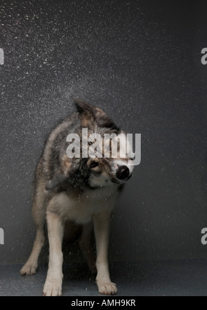 Ein Hund Wasser abschütteln Stockfoto