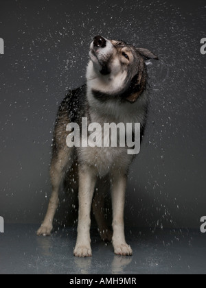 Ein Hund Wasser abschütteln Stockfoto