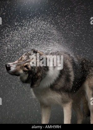 Ein Hund Wasser abschütteln Stockfoto