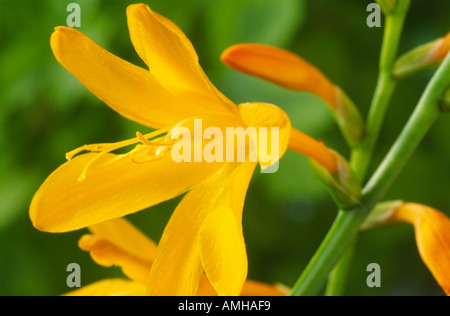 Crocosmia X crocosmiiflora "Norwich Canary". Stockfoto