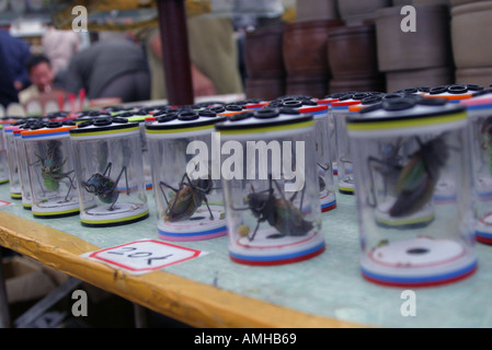 Leute verkaufen live Heuschrecken Shanghais Vogel Markt China Stockfoto