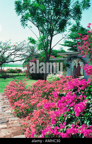 Bougainvillea-Sträucher mit roten, rosa und lila Blüten auf dem Gelände des Lake Baringo Club Stockfoto