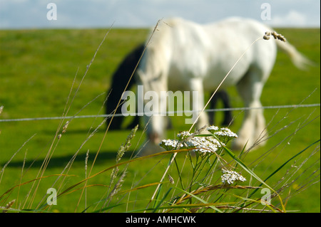 Schwarz / weiß Pferde im Bereich Zaun und Gras im Vordergrund South Downs england Stockfoto