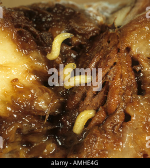 Mittelmeer-Fruchtfliege Ceratitis Capitata Larven in beschädigten Pfirsichfrucht Stockfoto