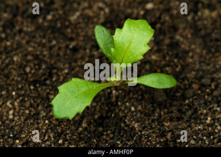 Greiskraut Senecio Vulgaris Sämling mit zweite wahre Blatt Stockfoto