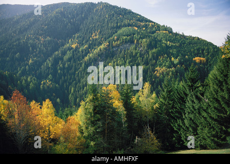 Übersicht der Bäume im Herbst, St. Pieter, Italien Stockfoto