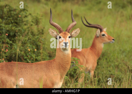 Portrait von einem Uganda Kob Buck, Kobus Kob thomasi Stockfoto