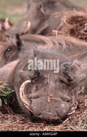 Schlafen Warzenschwein Phacochoerus Africanus, Stockfoto