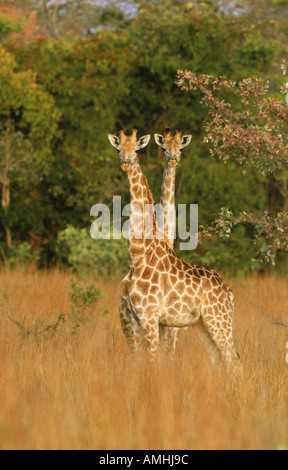 Rothschilds Giraffen Giraffa Plancius Rothschildi in Simbabwe Stockfoto