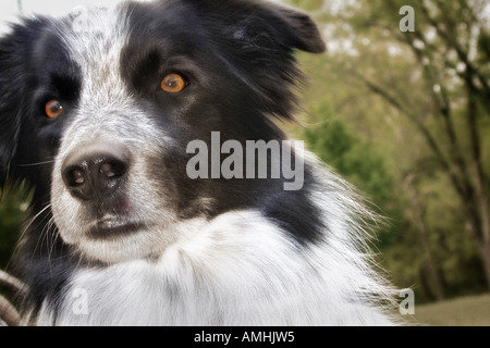 Porträt der Border Collie im freien Stockfoto