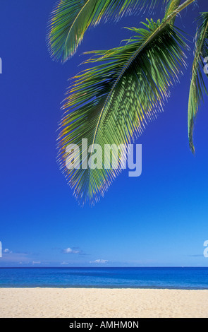 Coco Palm Tree Wedel und Sandy Beach Manele Bay Beach Park Lanai Island Hawaii Stockfoto