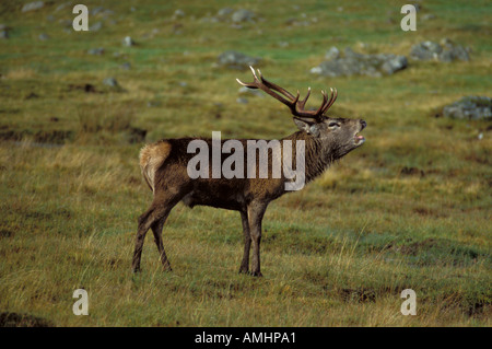 Rothirsch Cervus Elaphus Hirsch Brunft SeasonUnited Königreich Stockfoto