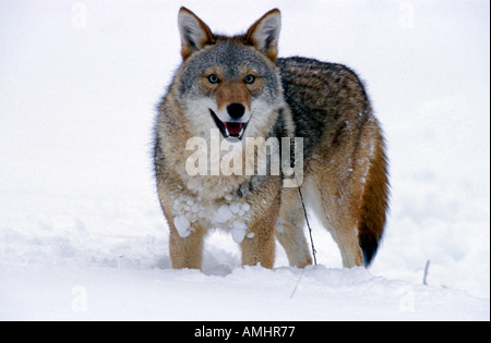 Coyote Canis Latrans Minnesota stehen im Schnee USA Stockfoto