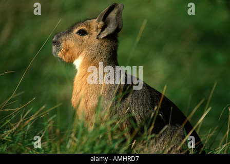 Mara oder patagonischen Cavia Dolichotis Patagonum Südamerika Stockfoto