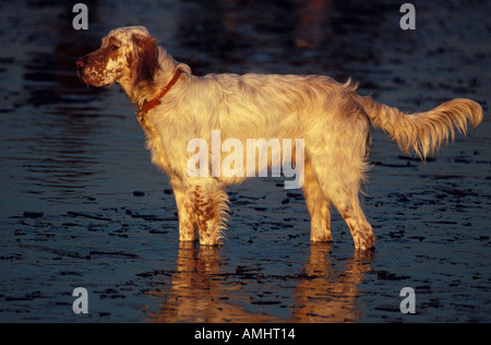 English Setter Hund stehen im Teich goldene Abendlicht Vereinigtes Königreich Stockfoto