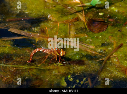 Weiblich braun Hawker Libelle. (Aeshna Grandis). Ihr Eierlegen im Süßwasser Teich. Stockfoto