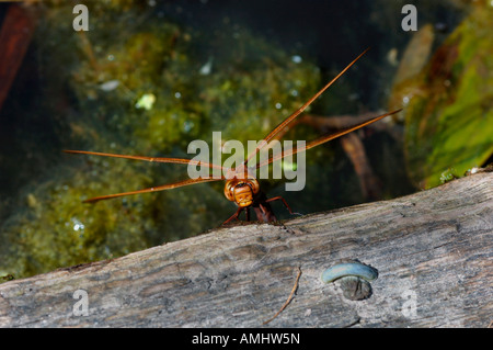 Weiblich braun Hawker Libelle. (Aeshna Grandis). Ihr Eierlegen im Süßwasser Teich. Stockfoto