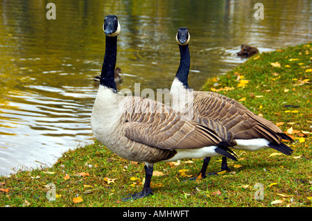 Zwei große Kanadagänse schaut direkt in die Kamera in St-Vital-Park in Winnipeg, Manitoba Kanada Stockfoto