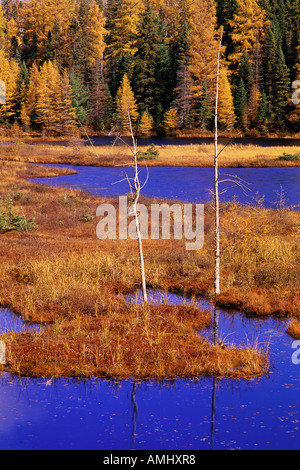 Tamarack und Fichten in der Nähe von Wolf heulen See im Herbst, Algonquin Provincial Park, Ontario, Kanada Stockfoto