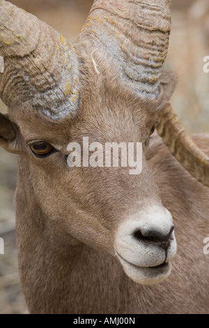 Vom Aussterben bedrohte Halbinsel Bighorn Ram fotografiert im Anza Borrego Desert State Park in San Diego Kalifornien Stockfoto