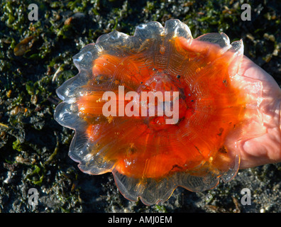 Eine Hand hält eine Qualle bei Bartlett Cove im Glacier Bay National Park and Preserve in Alaska, USA Stockfoto